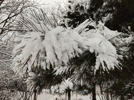 大雪压松枝