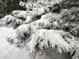 雪压松枝