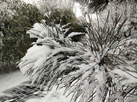 雪压松枝
