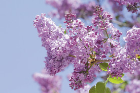 丁香花 紫色