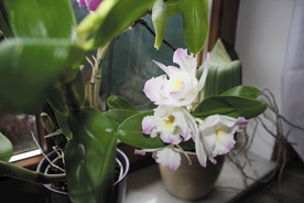 花 兰花 春天 植物
