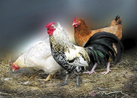 动物 家禽 鸡 母鸡 公鸡