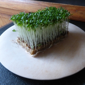 鲜嫩的豆芽