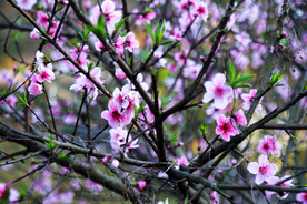 桃花