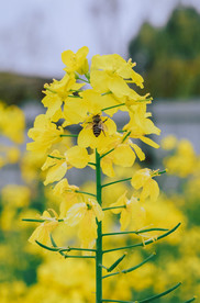 油菜花蜜蜂