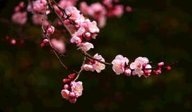 美人梅