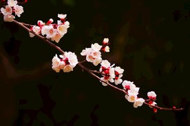 美人梅