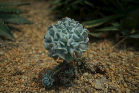 新加坡海滨湾温室植物园