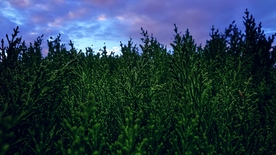 森林树木天空云彩背景