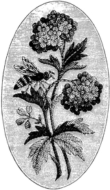 花纹底纹边纹背景图片