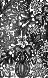 花纹底纹边纹背景图片