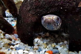 彩虹蛇头鱼 亚洲蛇头鱼 水族馆