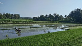 稻田 农民 水稻 农村