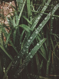 茅草上的雨滴