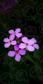 一簇小花