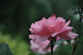 美丽的月季花