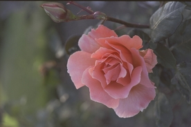 美丽的月季花