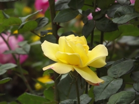 美丽的月季花