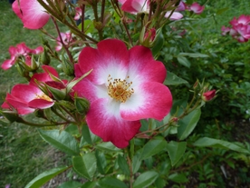 美丽的月季花