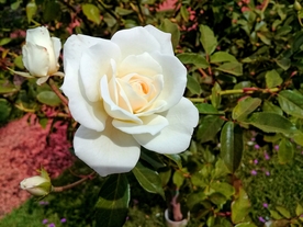 美丽的月季花