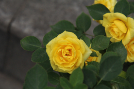 美丽的月季花