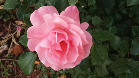 美丽的月季花
