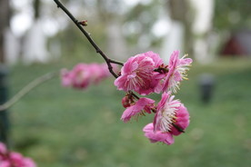 梅花