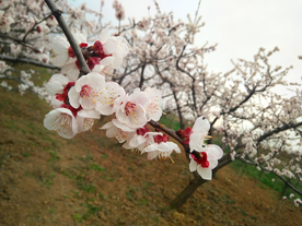 桃花