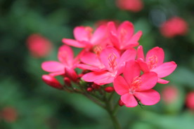 珊瑚花