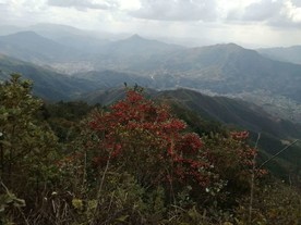 石榴花