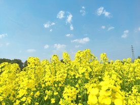 油菜花  油菜花田