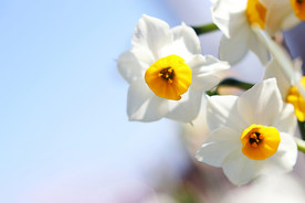 水仙花