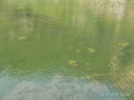 绿波