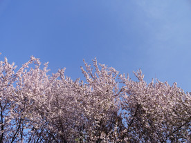 紫叶李