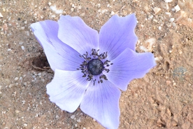 银莲花