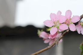桃花