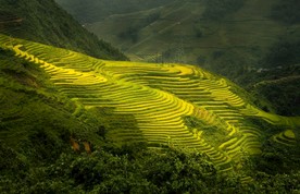 绿色梯田