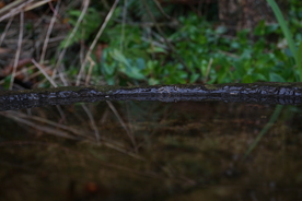 草地树枝野草植物背景