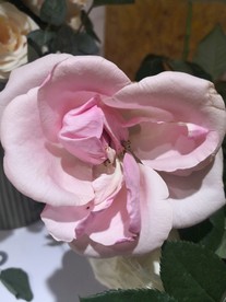 玫瑰花
