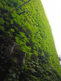 爬山虎