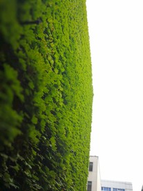 爬山虎