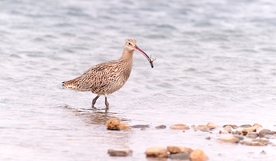 大杓鹬 鸟 小鸟 野生动物 禽