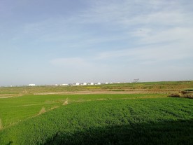 麦地 麦苗 小麦