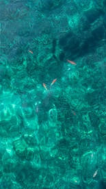 高清海水中的鱼儿