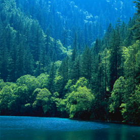高山上的森林