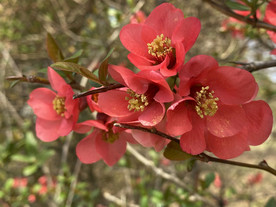 开花 春 花 春天
