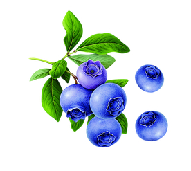 蓝莓