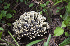 野生菌