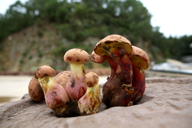 野生菌