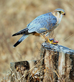 灰背隼冬 候鸟 小鸟 野生动物